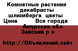 Комнатные растения, декабристы (шлюмберга) цветы › Цена ­ 300 - Все города  »    . Амурская обл.,Зейский р-н